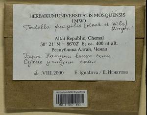 Tortella fragilis (Drumm.) Limpr., Гербарий мохообразных, Мхи - Западная Сибирь (включая Алтай) (B15) (Россия)