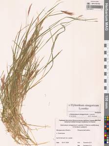 × Elyhordeum, Сибирь, Чукотка и Камчатка (S7) (Россия)