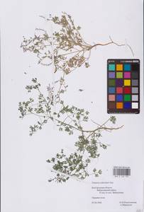 Дымянка Шлейхера Soy.-Will., Восточная Европа, Центральный лесостепной район (E6) (Россия)