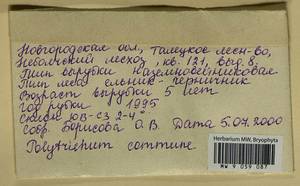 Polytrichum commune Hedw., Гербарий мохообразных, Мхи - Новгородская и Псковская области (B5) (Россия)