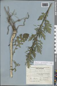 Jacobaea erucifolia subsp. grandidentata (Ledeb.) V.V.Fateryga & Fateryga, Восточная Европа, Молдавия (E13a) (Молдавия)