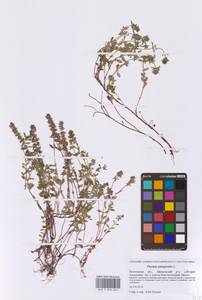 Тимьян блошиный, Чабрец блошиный L., Восточная Европа, Московская область и Москва (E4a) (Россия)