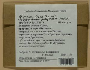 Grimmia lisae De Not., Гербарий мохообразных, Мхи - Западная Европа (BEu) (Болгария)
