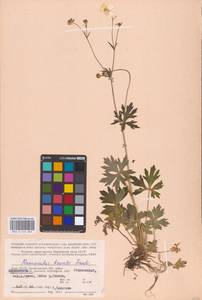 Лютик близкий C.A.Mey., Восточная Европа, Северный район (E1) (Россия)