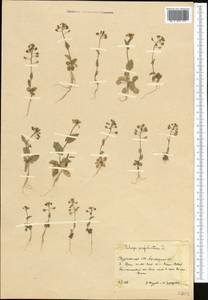 Noccaea perfoliata (L.) Al-Shehbaz, Средняя Азия и Казахстан, Копетдаг, Бадхыз, Малый и Большой Балхан (M1) (Туркмения)