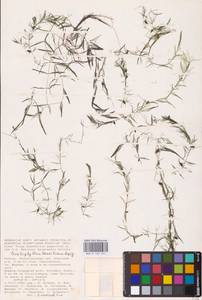 Ceratophyllum muricatum subsp. muricatum, Восточная Европа, Нижневолжский район (E9) (Россия)
