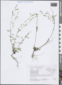 Истод обыкновенный L., Восточная Европа, Центральный район (E4) (Россия)