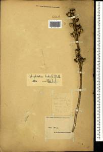 Асфоделина желтая (L.) Rchb., Крым (KRYM) (Россия)