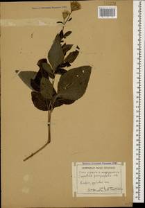 Клазея пятилистная (Willd.) Greuter & Wagenitz, Кавказ, Армения (K5) (Армения)