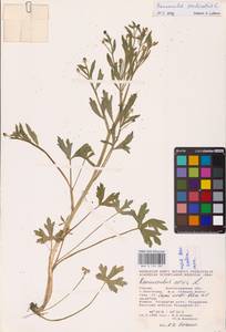 Лютик ядовитый L., Восточная Европа, Нижневолжский район (E9) (Россия)