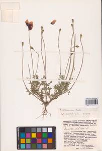 Мак песчаный M.Bieb., Восточная Европа, Нижневолжский район (E9) (Россия)