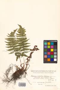 Athyrium fallaciosum Milde, Сибирь, Дальний Восток (S6) (Россия)