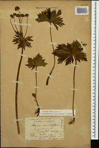 Anemonastrum narcissiflorum subsp. fasciculatum (L.) Raus, Кавказ, Грузия (K4) (Грузия)