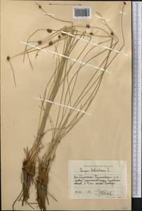 Камышевидник обыкновенный, Сцирпоидес обыкновенный (L.) Soják, Средняя Азия и Казахстан, Прикаспийский Устюрт и Северное Приаралье (M8) (Казахстан)