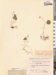 Фиалка Хультена W.Becker, Сибирь, Дальний Восток (S6) (Россия)