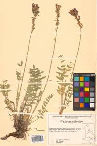 Oxytropis adamsiana subsp. erecta (Kom.) Kuvaev, Сибирь, Дальний Восток (S6) (Россия)