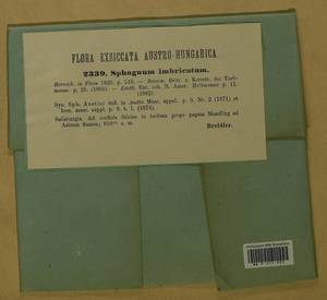 Sphagnum imbricatum Hornsch. ex Russow, Гербарий мохообразных, Мхи - Западная Европа (BEu) (Австрия)