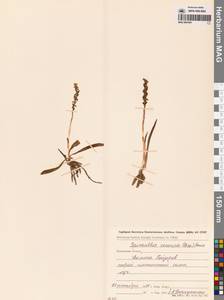 Скрученник китайский (Pers.) Ames, Сибирь, Чукотка и Камчатка (S7) (Россия)