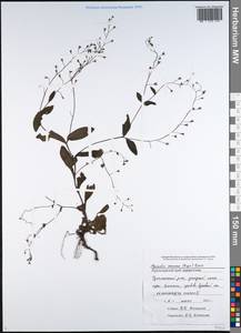 Myosotis dissitiflora Baker, Кавказ, Черноморское побережье (от Новороссийска до Адлера) (K3) (Россия)