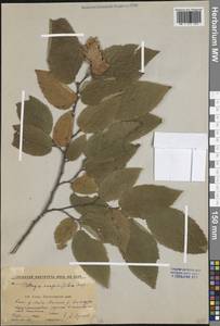 Хмелеграб обыкновенный Scop., Кавказ, Краснодарский край и Адыгея (K1a) (Россия)