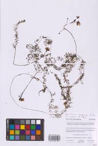 Utricularia × neglecta Lehm., Восточная Европа, Московская область и Москва (E4a) (Россия)