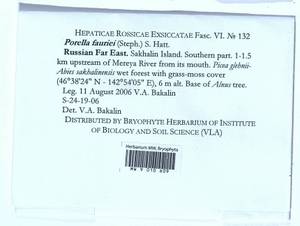 Porella fauriei (Steph.) S. Hatt., Гербарий мохообразных, Мхи - Дальний Восток (без Чукотки и Камчатки) (B20) (Россия)