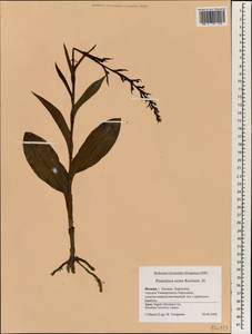 Platanthera minor (Miq.) Rchb.f., Зарубежная Азия (ASIA) (Япония)