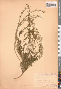 Двусемянник лежачий (L.) Hayek, Зарубежная Азия (ASIA)