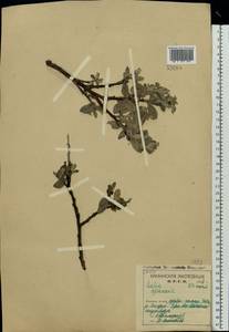 Ива сизая L., Восточная Европа, Северный район (E1) (Россия)