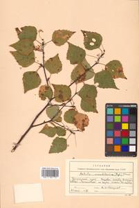 Betula pendula subsp. mandshurica (Regel) Ashburner & McAll., Сибирь, Дальний Восток (S6) (Россия)