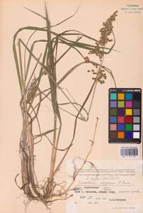 Anthoxanthum repens (Host) Veldkamp, Восточная Европа, Нижневолжский район (E9) (Россия)