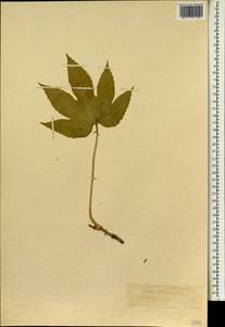 Fatsia japonica (Thunb.) Decne. & Planch., Зарубежная Азия (ASIA) (Япония)