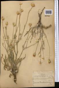 Наголоватка Крашенинникова Iljin, Средняя Азия и Казахстан, Муюнкумы, Прибалхашье и Бетпак-Дала (M9) (Казахстан)