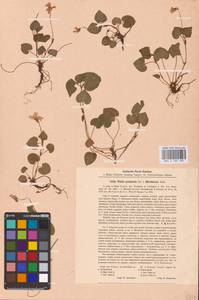Viola ×burnatii Gremli, Восточная Европа, Северо-Западный район (E2) (Россия)