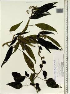 Hedera nepalensis K. Koch, Зарубежная Азия (ASIA) (Непал)