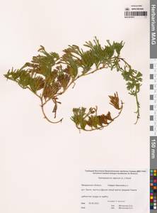 Дифазиаструм альпийский (L.) Holub, Сибирь, Чукотка и Камчатка (S7) (Россия)