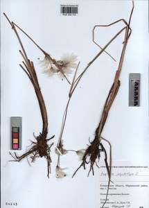 KUZ 002 112, Eriophorum angustifolium subsp. angustifolium, Сибирь, Алтай и Саяны (S2) (Россия)