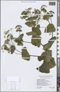 Смирния пронзеннолистная L., Зарубежная Азия (ASIA) (Турция)