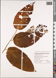 Commersonia bartramia (L.) Merr., Зарубежная Азия (ASIA) (Вьетнам)