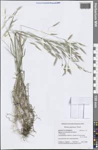 Костер японский Houtt., Крым (KRYM) (Россия)