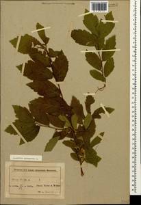 Crataegus germanica (L.) K.Koch ex Kuntze, Кавказ, Азербайджан (K6) (Азербайджан)