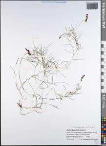 Штукения гребенчатая, Рдест гребенчатый (L.) Börner, Сибирь, Якутия (S5) (Россия)