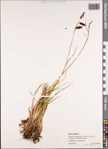 Осока каменная, Осока наскальная L., Сибирь, Якутия (S5) (Россия)