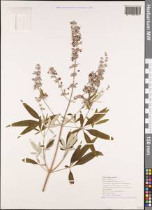 Прутняк обыкновенный L., Кавказ, Черноморское побережье (от Новороссийска до Адлера) (K3) (Россия)