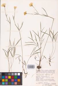 Лютик иллирийский L., Восточная Европа, Нижневолжский район (E9) (Россия)