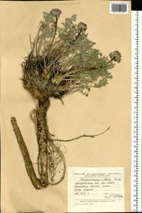 Вздутоплодник волосистый (Turcz. ex Fisch. & C.A.Mey.) Turcz. ex Ledeb., Сибирь, Чукотка и Камчатка (S7) (Россия)