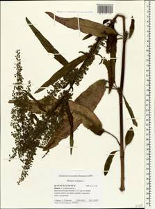 Щавель курчавый L., Крым (KRYM) (Россия)