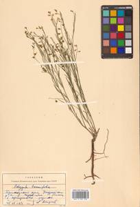 Истод узколистный Willd., Сибирь, Дальний Восток (S6) (Россия)