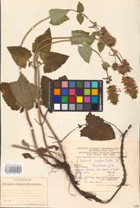 MHA 0 156 463, Шалфей мутовчатый L., Восточная Европа, Западно-Украинский район (E13) (Украина)