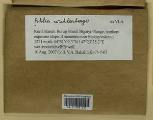 Pohlia wahlenbergii (F. Weber & D. Mohr) A.L. Andrews, Гербарий мохообразных, Мхи - Дальний Восток (без Чукотки и Камчатки) (B20) (Россия)